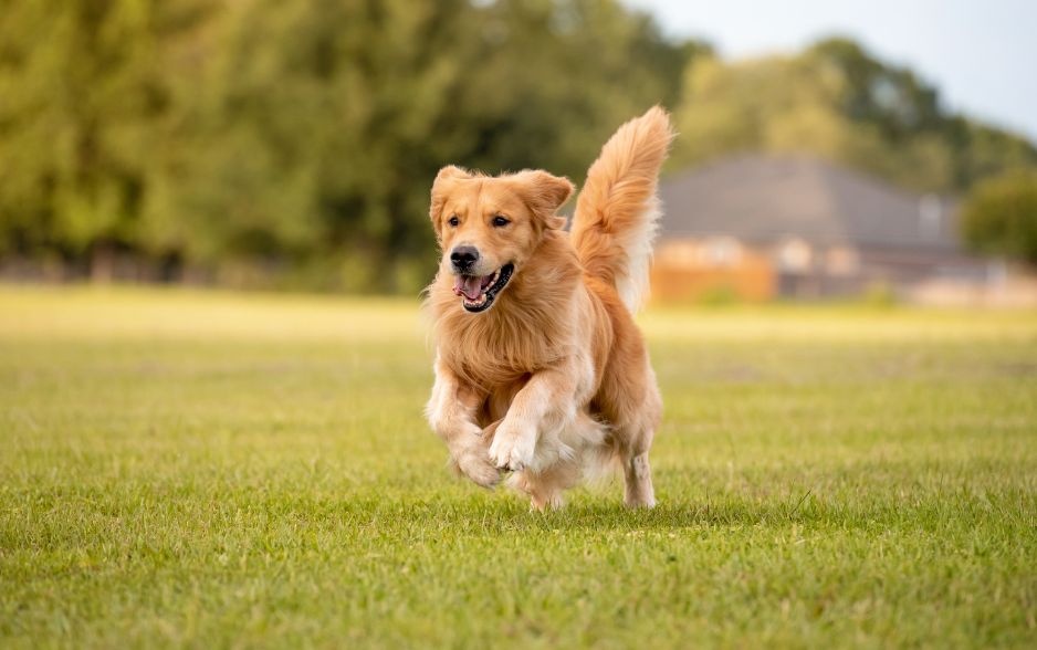 Golden Retriever là biểu tượng cho sự thân thiện